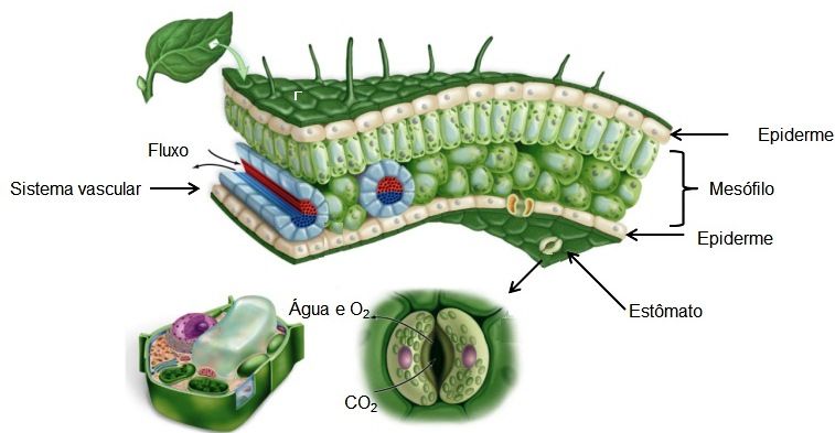 Nutri O Via Folhas Anatomia Foliar